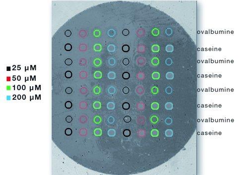 胱胺/戊二醛职能化生物芯片上固定肽和血清中的蛋白质之间的相互作用