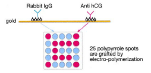 抗体-抗原特异性相互作用