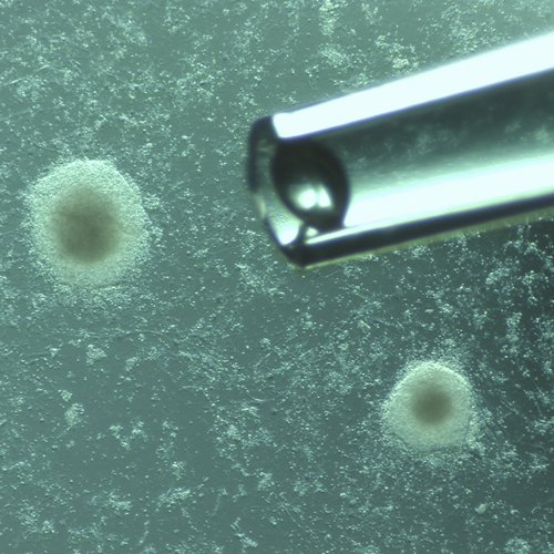 ����ʵʱͼ��