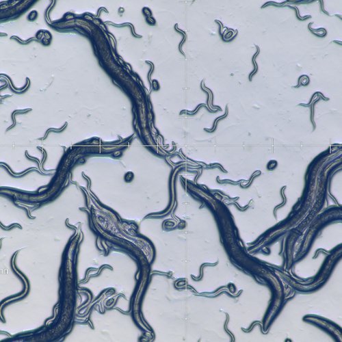 ���ñ���佹