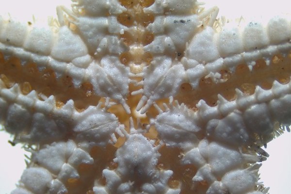 �˺����ֵ� 5 �������� CMOS ����ͷ